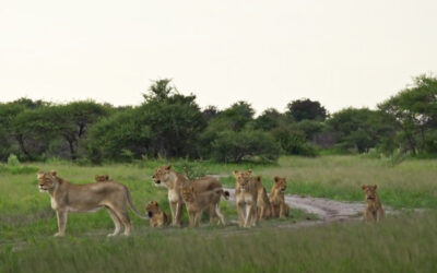 Lions & Cheetahs