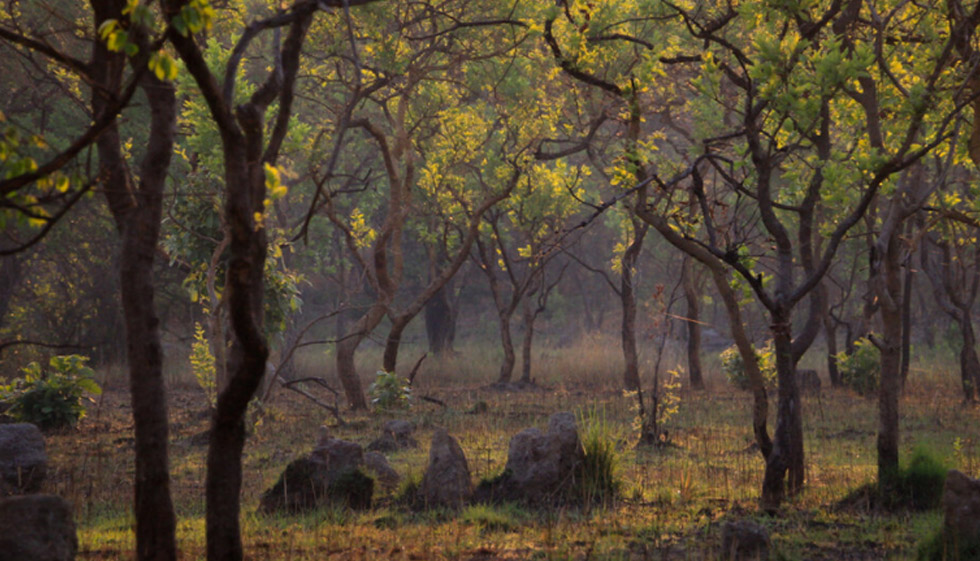 West Lunga National Park Zambia